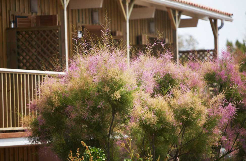 Hotel Des Dunes Lège-Cap-Ferret Εξωτερικό φωτογραφία